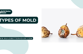 Types of Mold