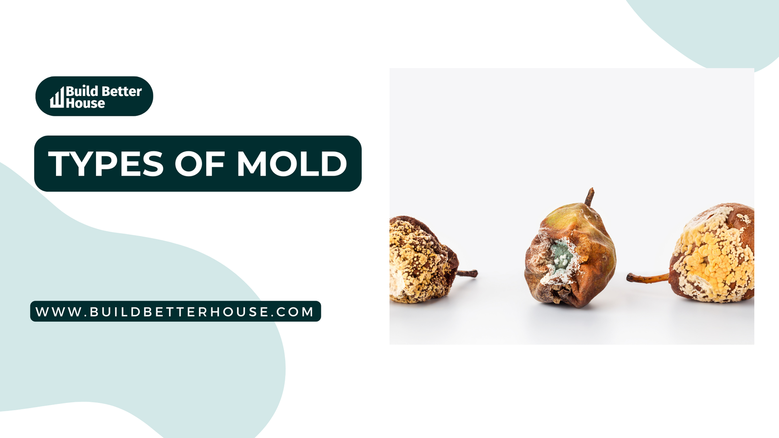 Types of Mold