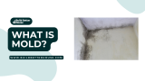 What is Mold: A Comprehensive Guide to Understanding and Addressing It