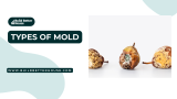 Types of Mold: A Comprehensive Guide for Identification